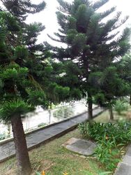 Banyan Condominium (D5), Condominium #578655101
